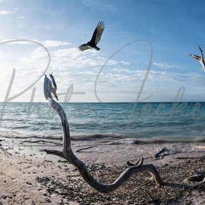 Wandbild-Kuba-Karibik-Strand-Baum-Vogel-Cesperanza